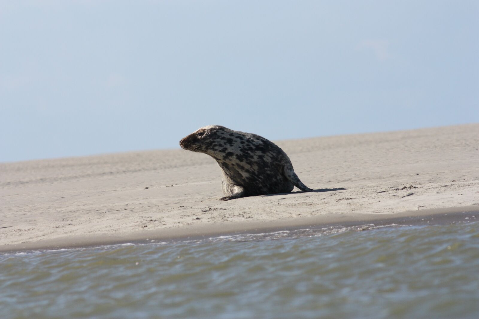 Canon EOS 450D (EOS Rebel XSi / EOS Kiss X2) sample photo. Grey seal, mammal, sea photography