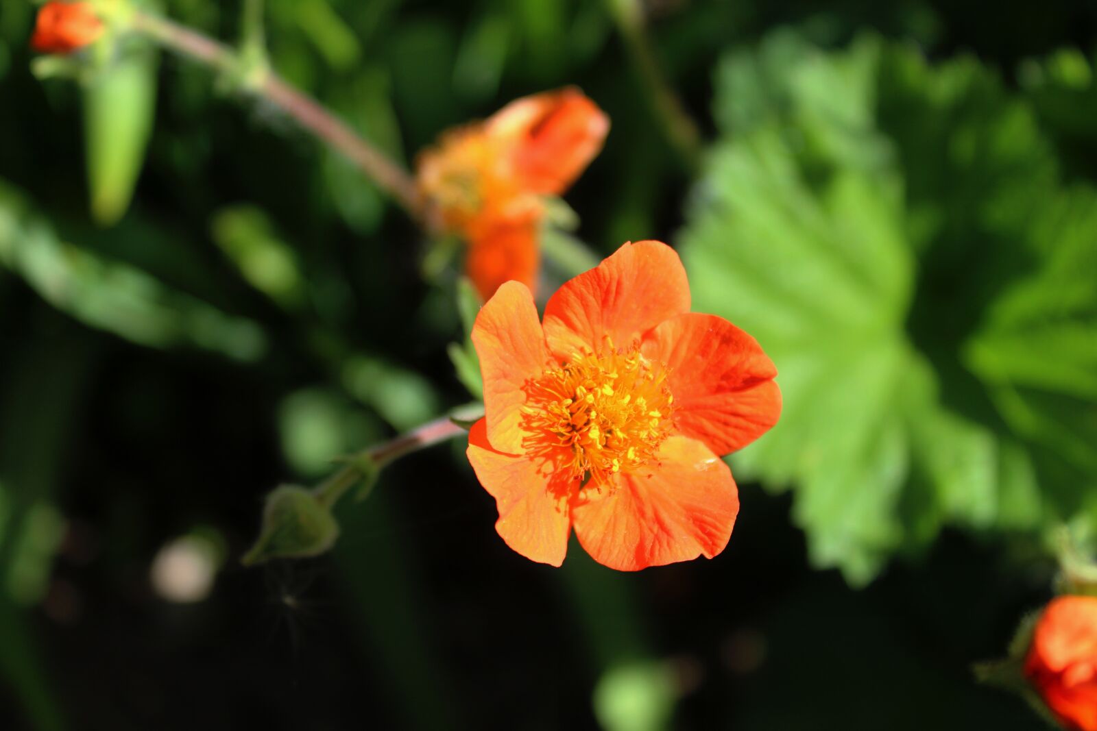 Canon EOS 1300D (EOS Rebel T6 / EOS Kiss X80) sample photo. Spring, garden photography