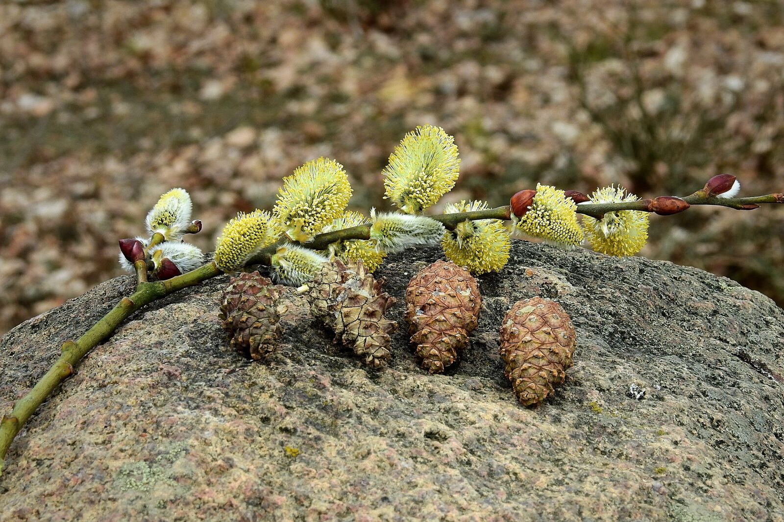 Nikon Coolpix P900 sample photo. The basis of, cones photography