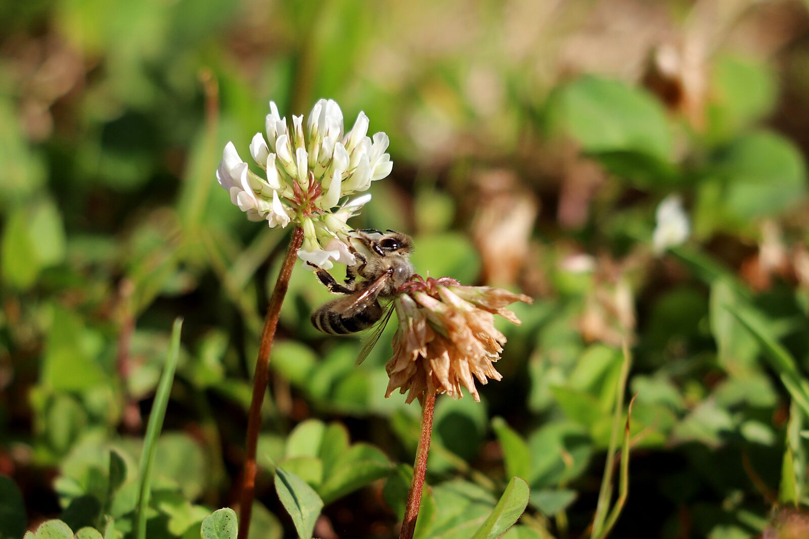Canon EOS 77D (EOS 9000D / EOS 770D) sample photo. White clover, bee, honey photography