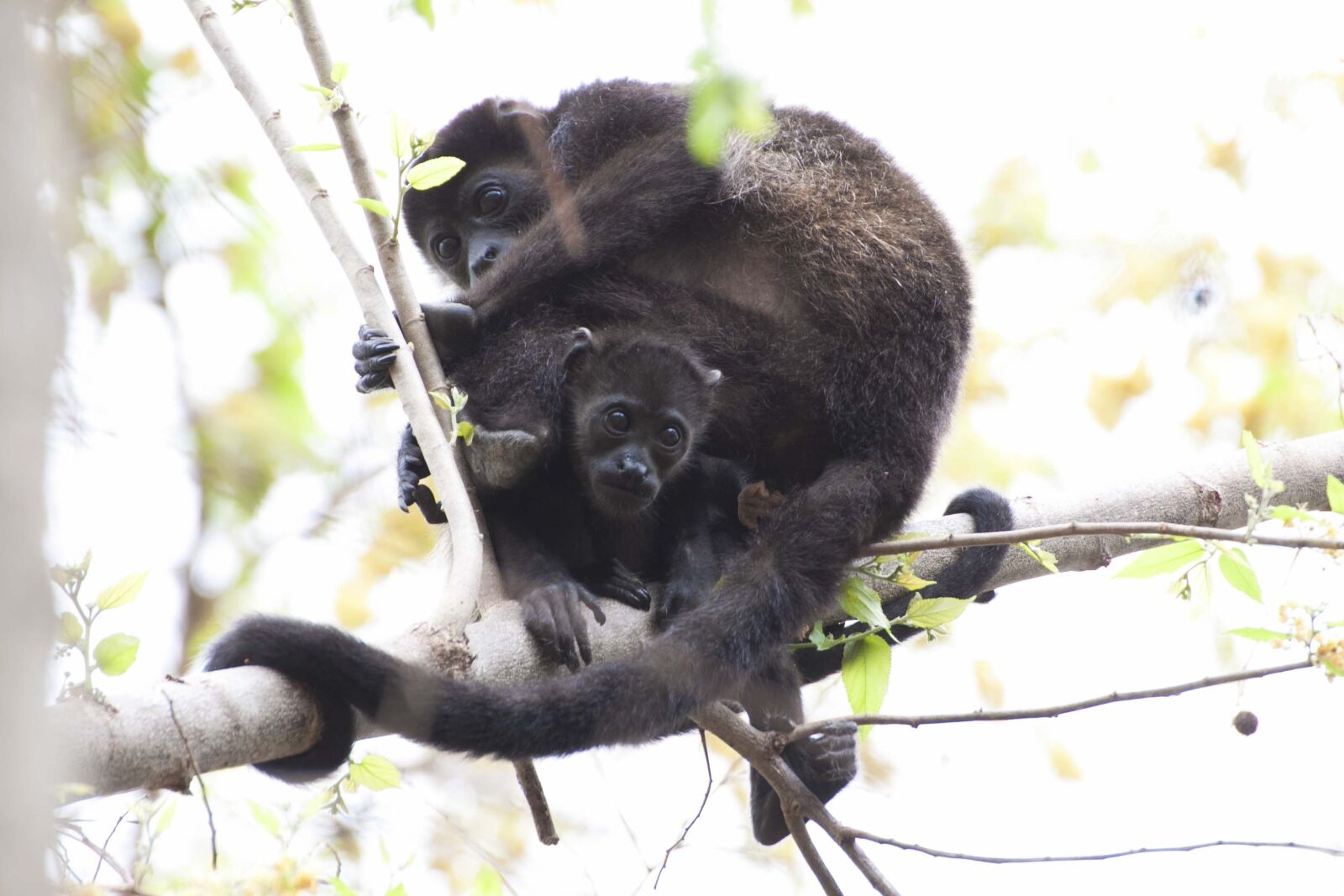 Canon EOS 50D sample photo. Monkey, animal, pet photography