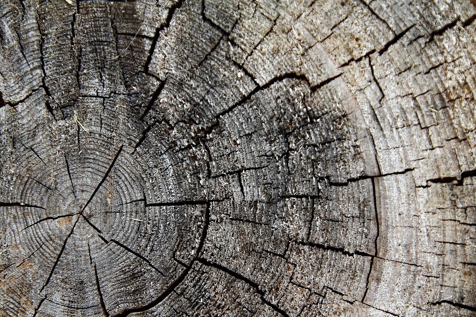 Canon EOS 1000D (EOS Digital Rebel XS / EOS Kiss F) sample photo. Wood, tribe, tree photography