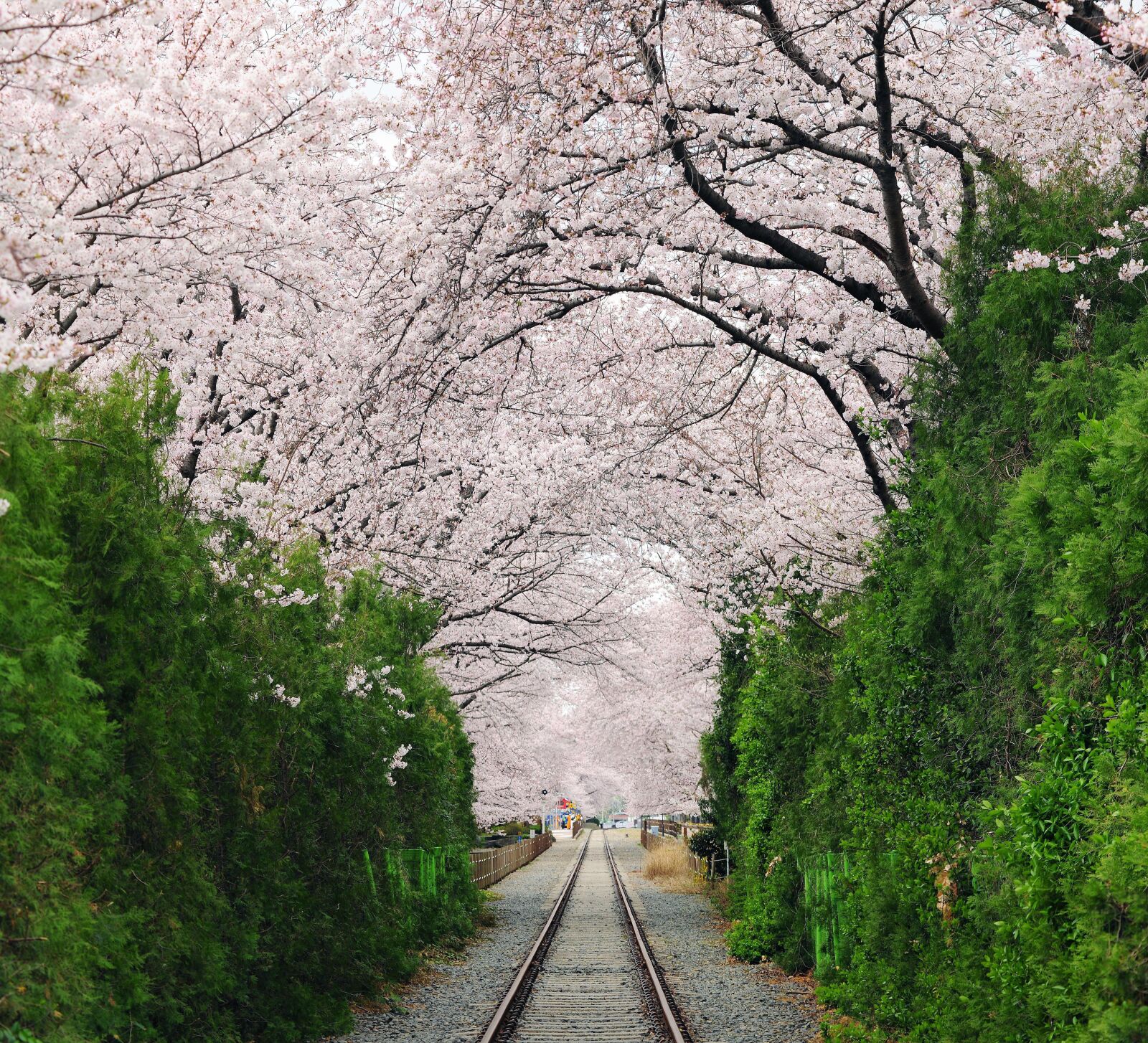 Nikon D3X sample photo. Cherry blossom, gil, wood photography