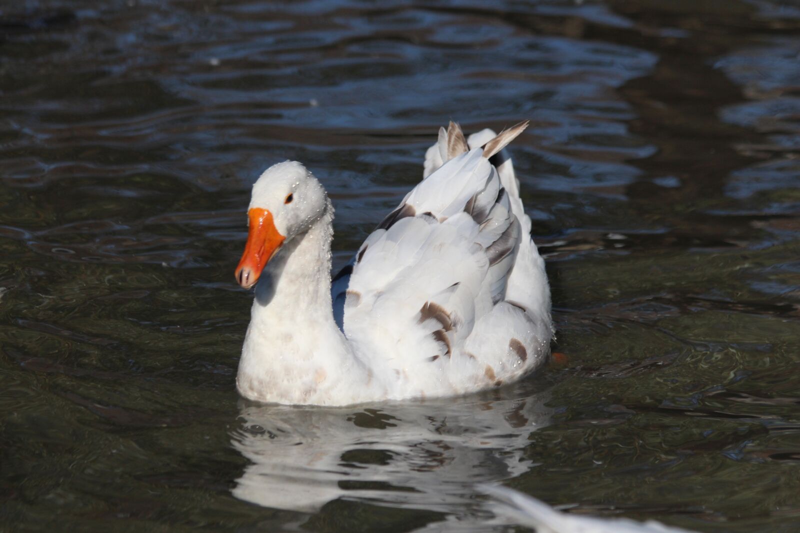 Canon EOS 650D (EOS Rebel T4i / EOS Kiss X6i) sample photo. Goose, white goose, bird photography