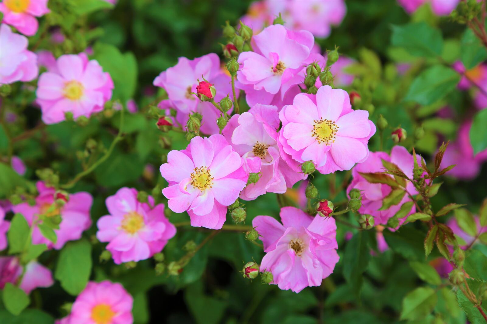 Canon EF 24-105mm F4L IS USM sample photo. Rose, flower, flowers photography