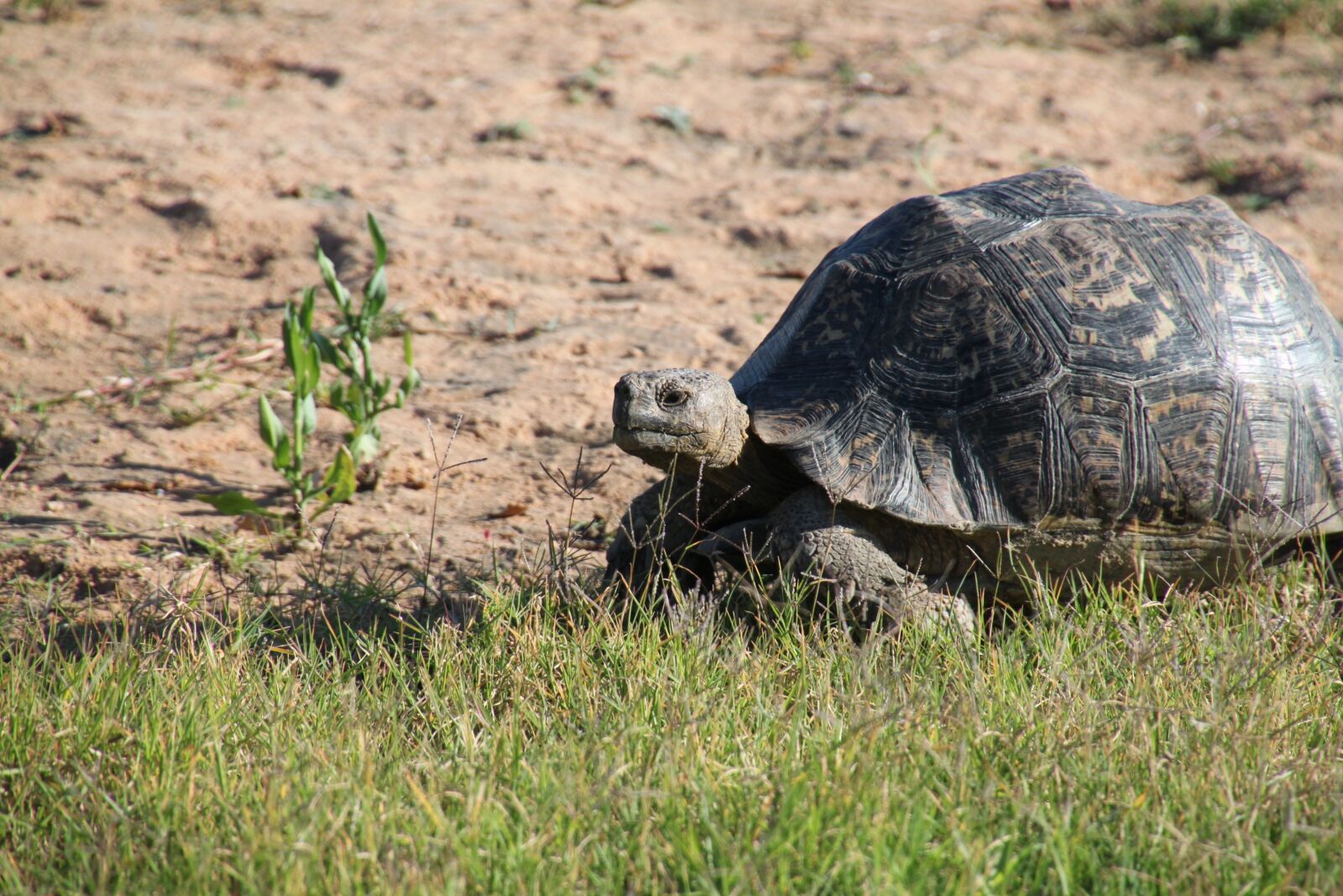 Canon EOS 500D (EOS Rebel T1i / EOS Kiss X3) sample photo. Nature, south africa, safari photography