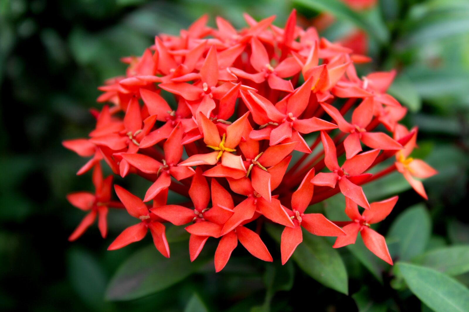 Canon EOS 600D (Rebel EOS T3i / EOS Kiss X5) sample photo. Flower, red, nature photography