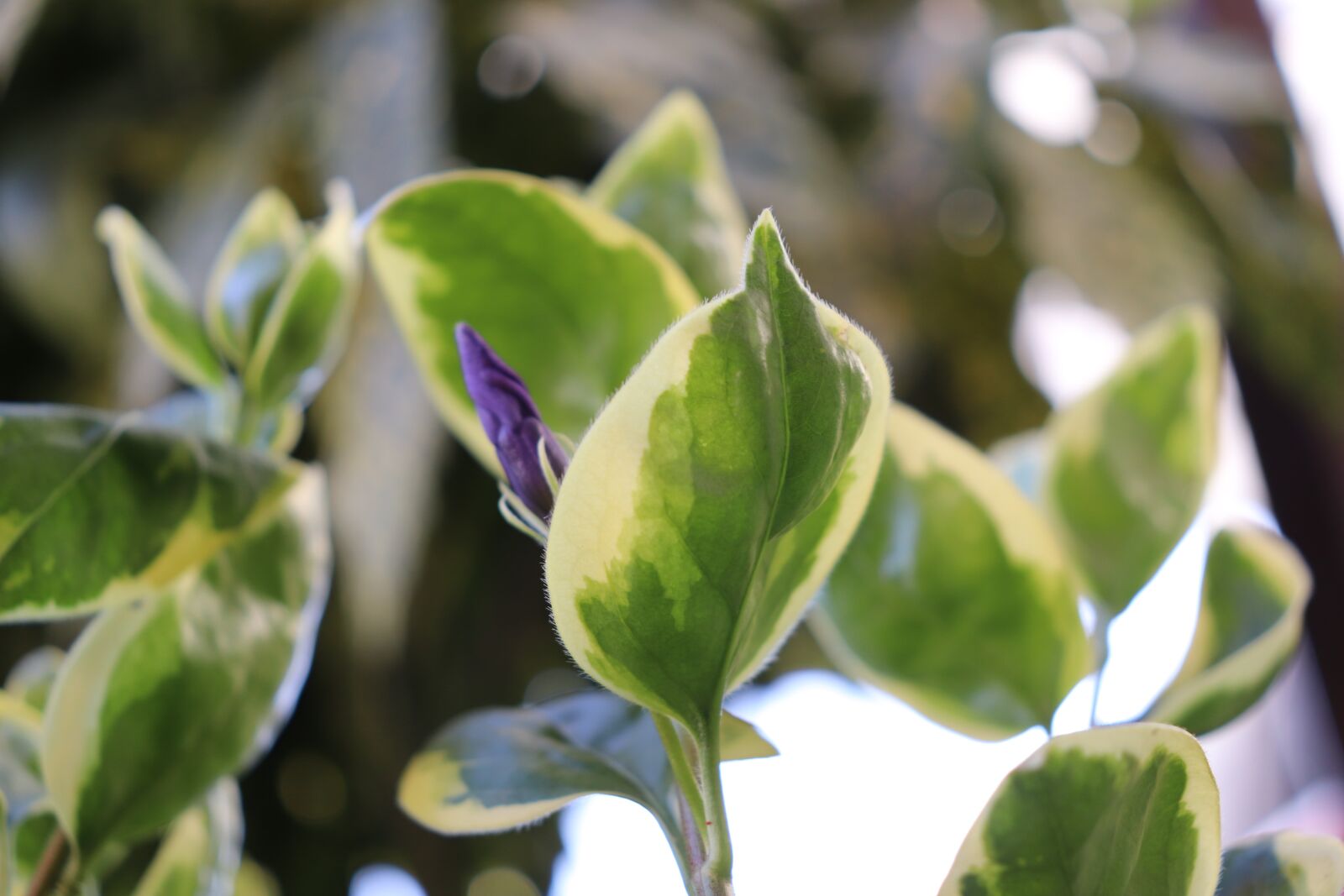 Canon EOS 800D (EOS Rebel T7i / EOS Kiss X9i) sample photo. Bud, violet, bloom photography
