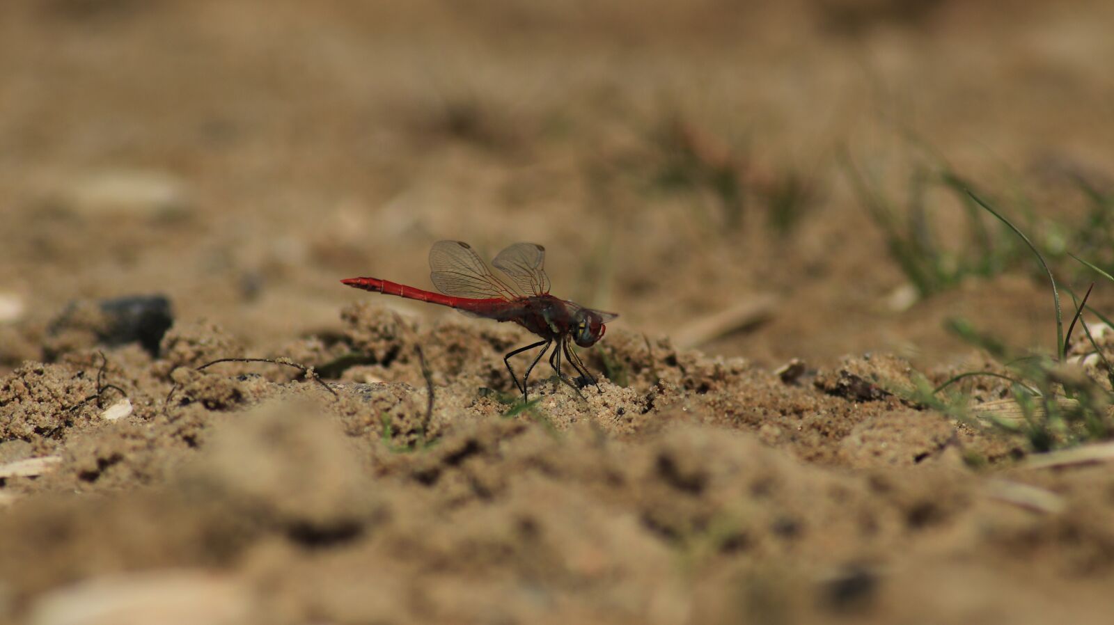 Canon EOS 80D sample photo. Dragonfly, wing, veins photography