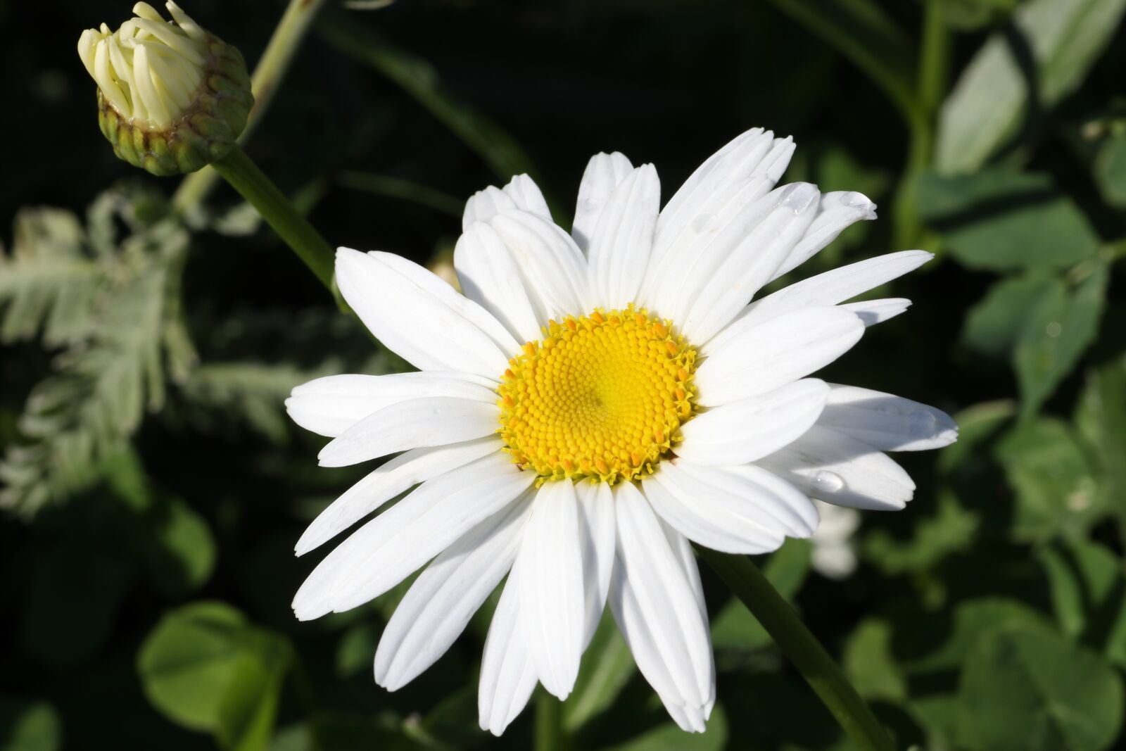 Tamron SP 90mm F2.8 Di VC USD 1:1 Macro sample photo. Daisy, flower, garden photography