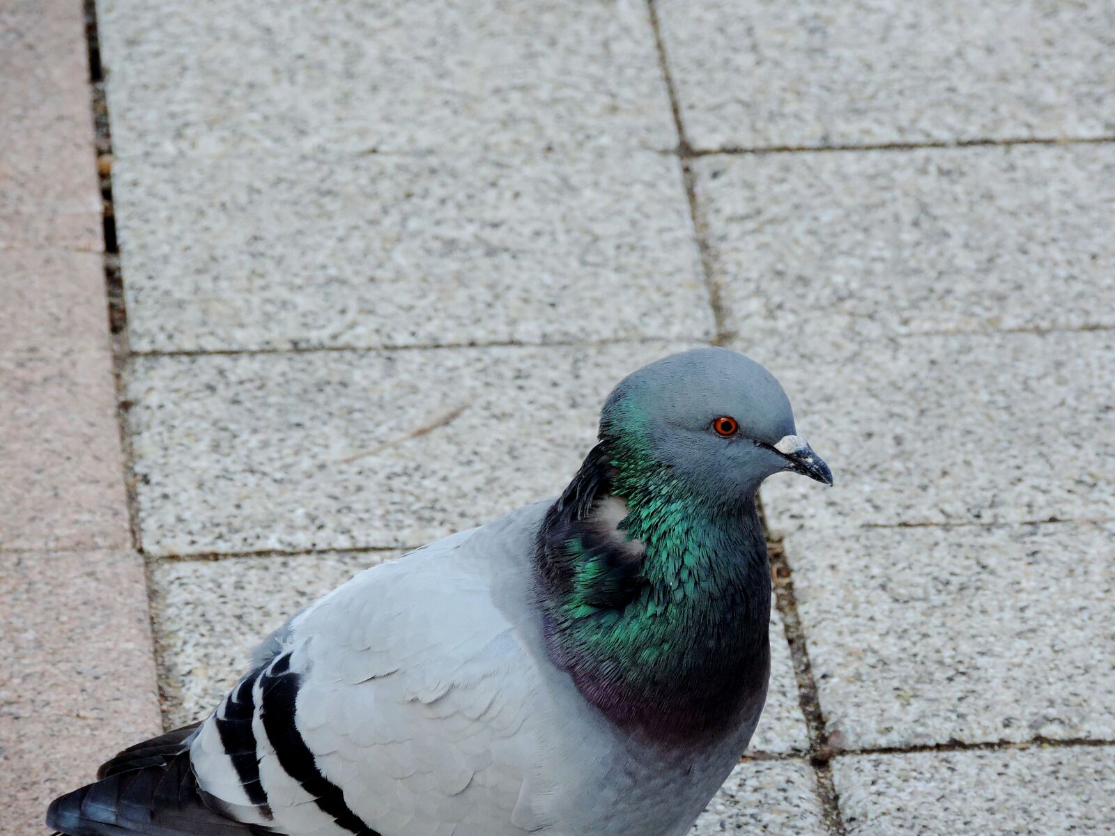 Nikon Coolpix P520 sample photo. Beak, pigeon, wildlife, bird photography