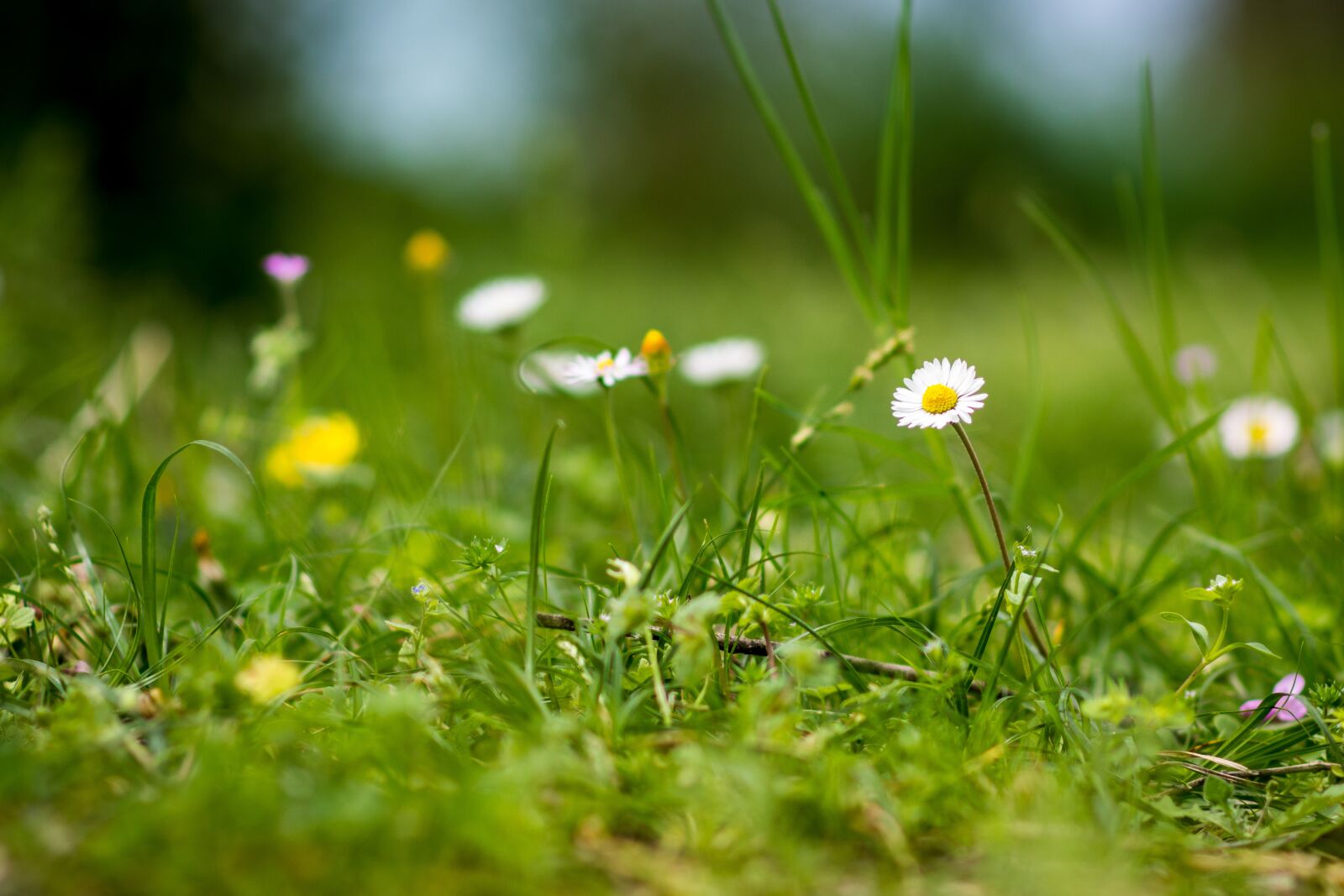 Nikon D7200 sample photo. Grass, hayfield, nature photography