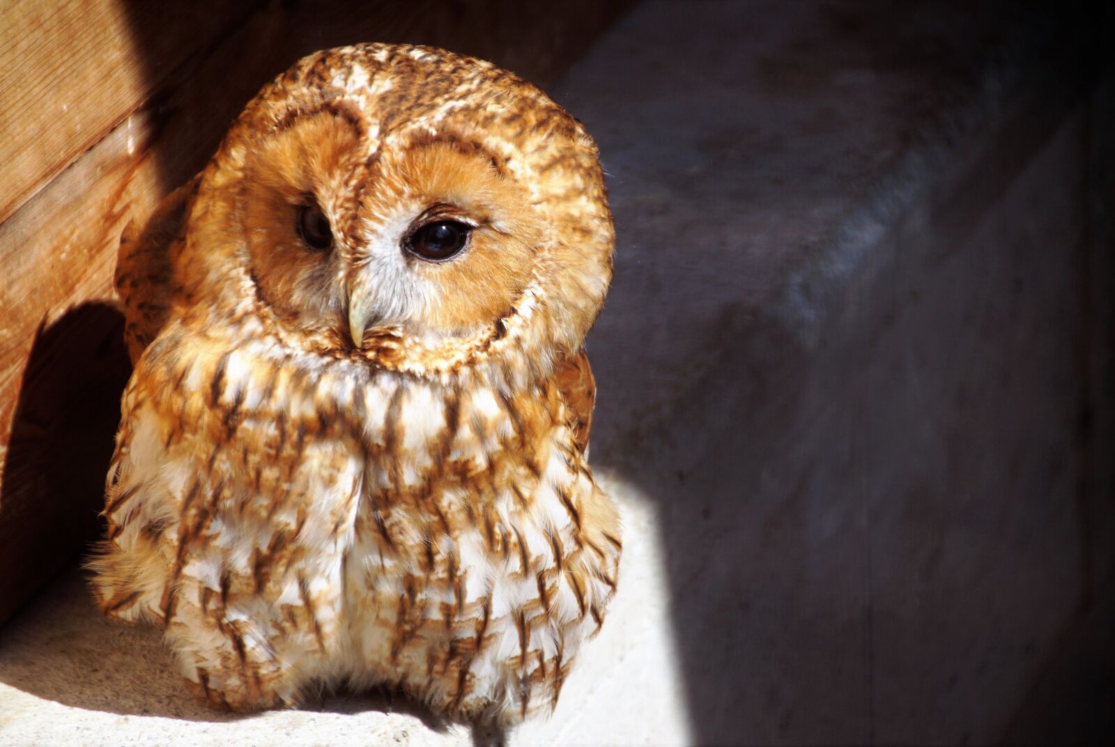 Sony SLT-A58 sample photo. Tawny owl, owl, predator photography
