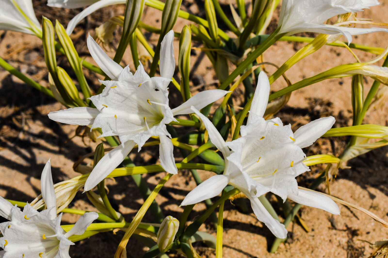 Nikon D3300 sample photo. Pancratium maritimum, lily, flower photography
