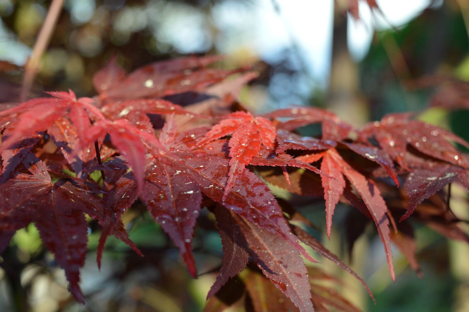 Nikon D3200 sample photo. Maple, tree, foliage photography