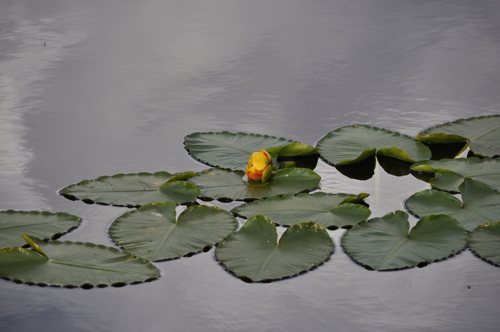 Nikon D5000 sample photo. Water, lily, flower photography