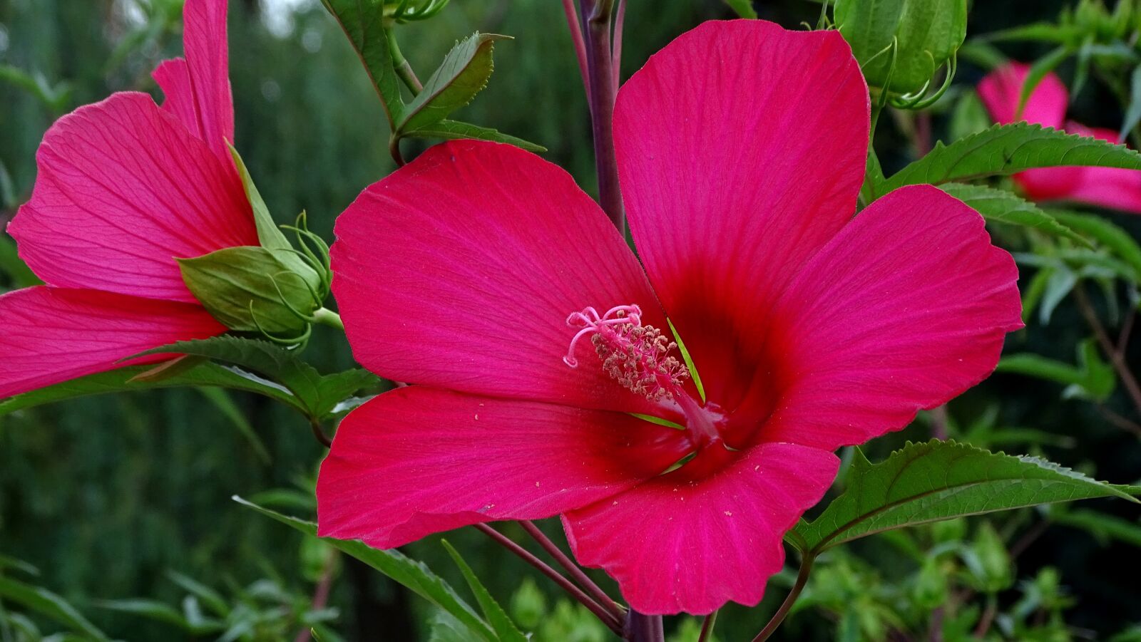 Sony DSC-HX400 sample photo. Flower, pink, summer photography