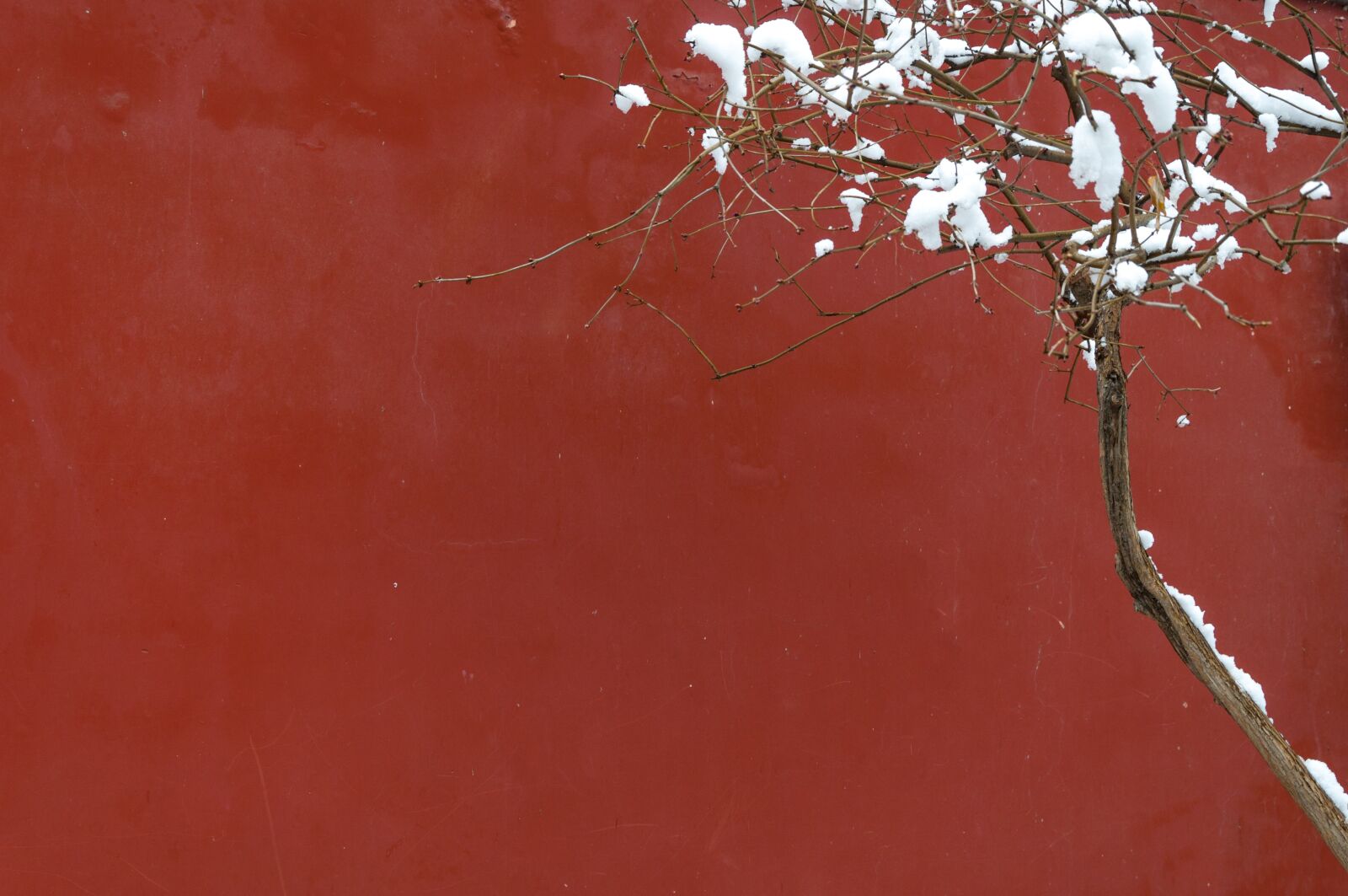 Nikon D90 sample photo. Snow, tree, red wall photography