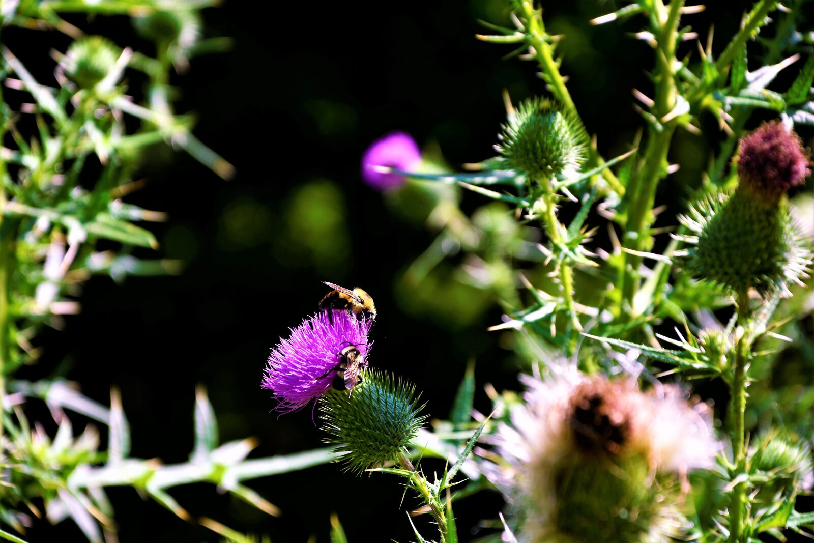 Nikon D7100 sample photo. Bees, bumblebees, eating together photography