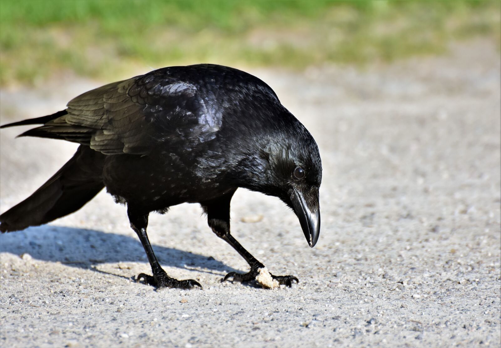 Nikon D7200 sample photo. Raven, crow, raven bird photography