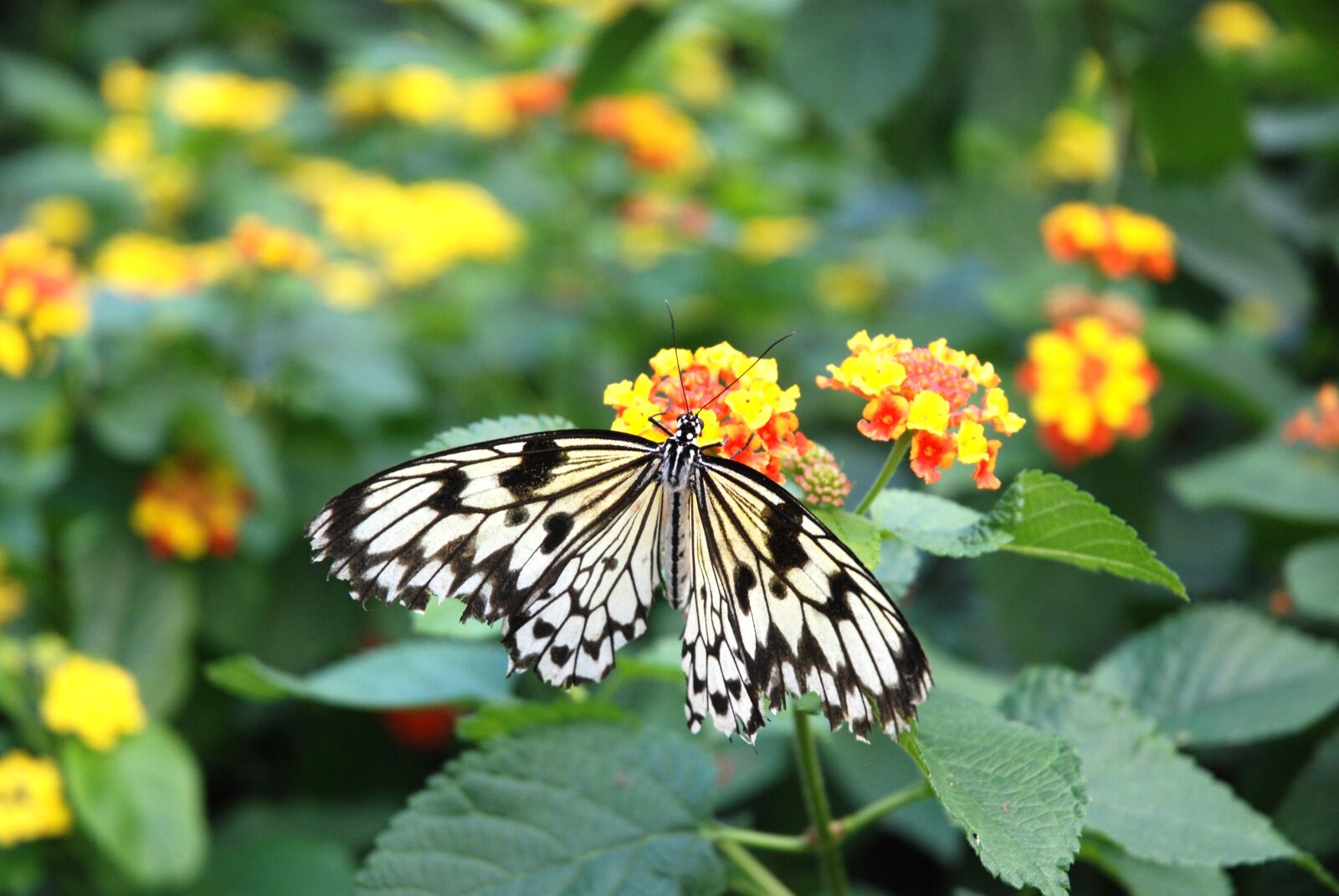 Nikon D80 sample photo. Idea, leuconoe, paper kite photography