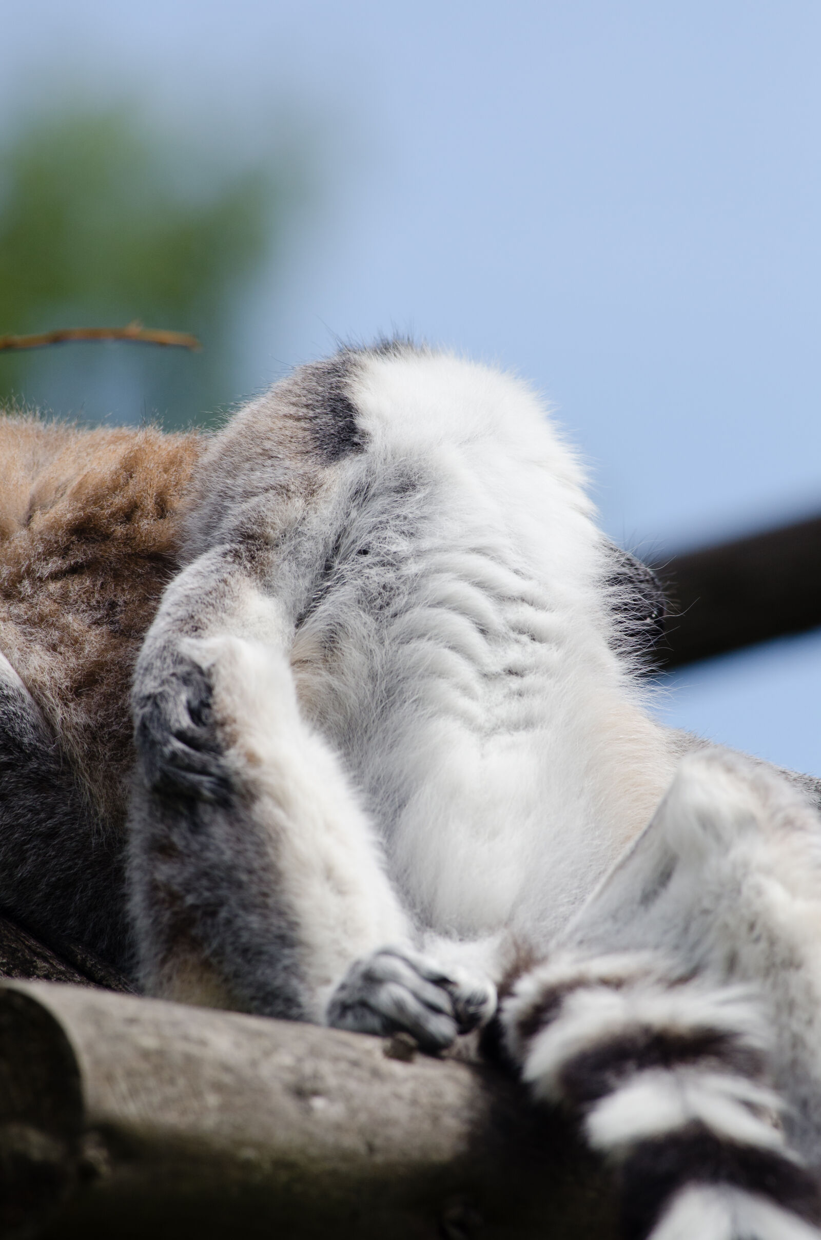 Nikon D7000 + Sigma APO Tele Macro 300mm F4 sample photo