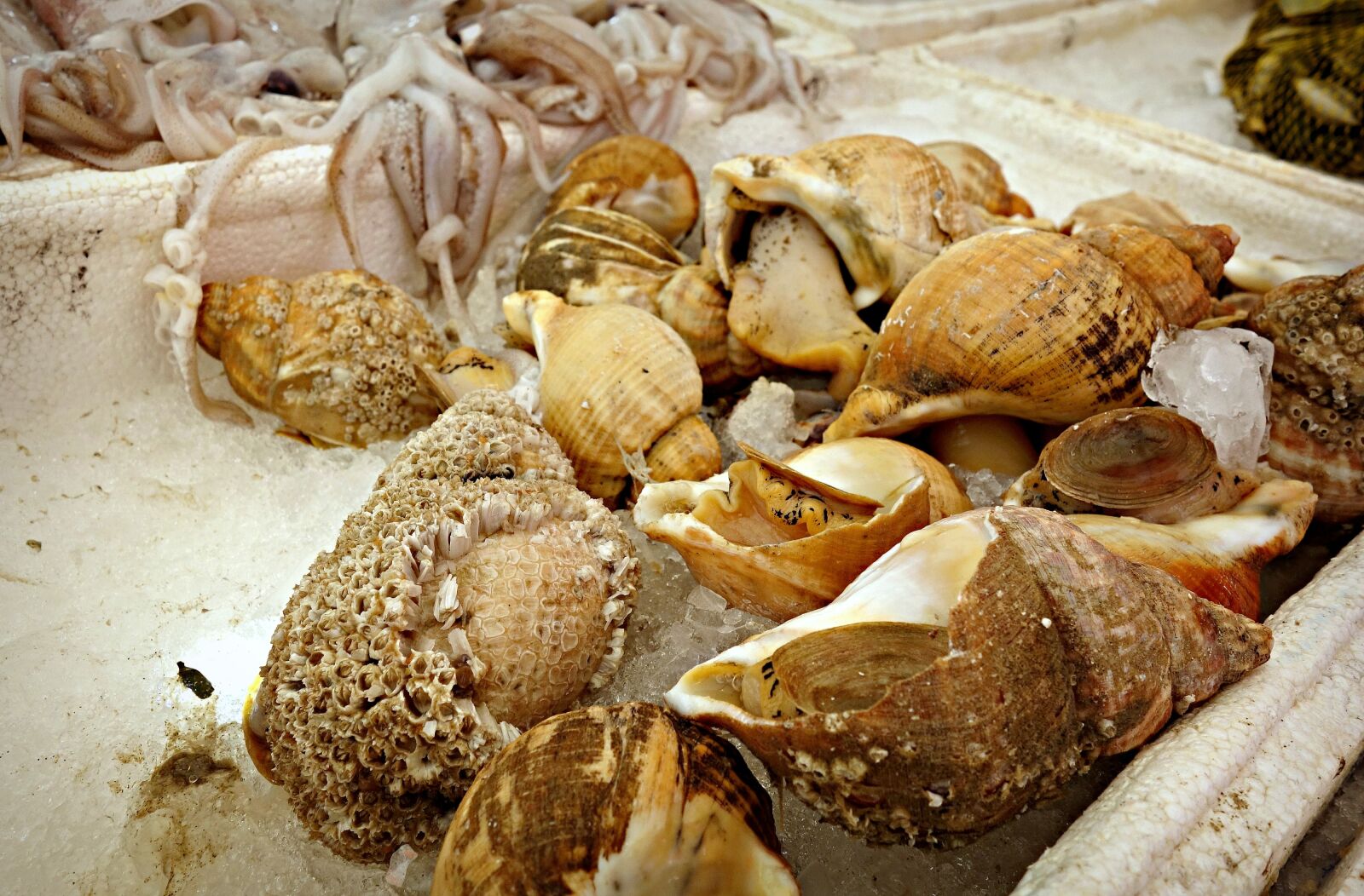 Sony Cyber-shot DSC-RX100 sample photo. Seashell, whelk, sea snail photography