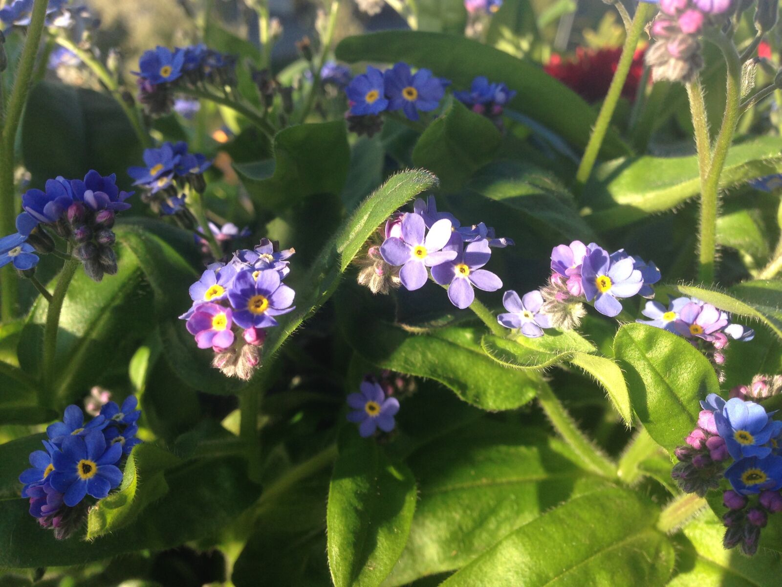 iPhone 5 back camera 4.12mm f/2.4 sample photo. Forget, me, not, garden photography