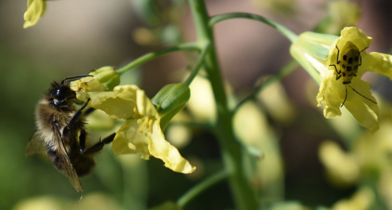 Nikon D5500 sample photo. Flower, pollen, broccoli photography