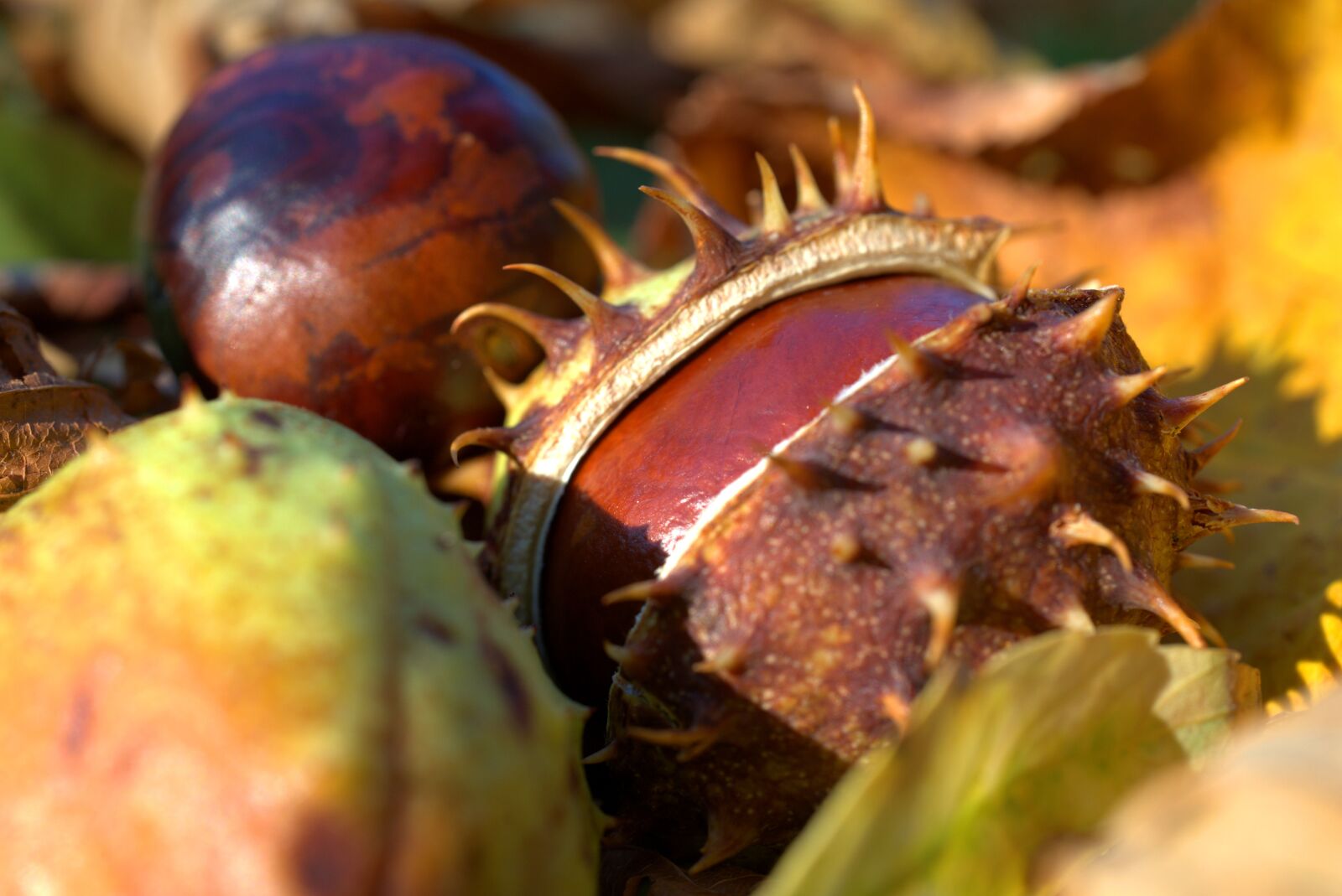 Sony FE 50mm F2.8 Macro sample photo. Chestnut, autumn, leaf photography