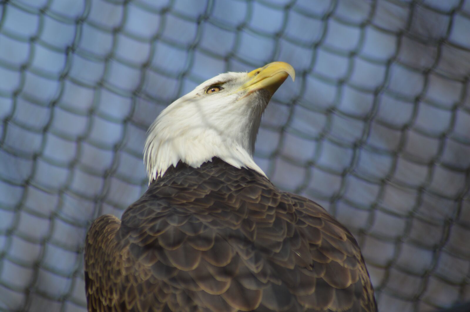 Nikon D3200 sample photo. Bald eagle, bird, eagle photography