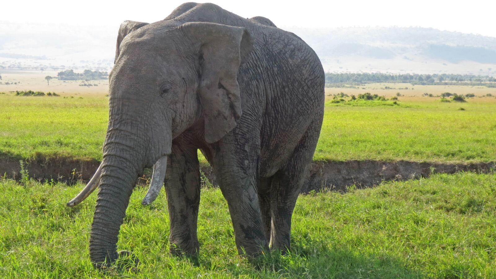Canon PowerShot ELPH 110HS (PowerShot IXUS 125 HS) sample photo. Elephant, africa, safari photography