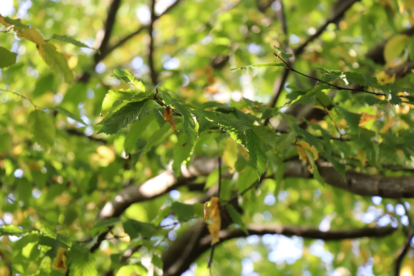Canon EF-S 18-135mm F3.5-5.6 IS USM sample photo. Summer, tree, leaves photography