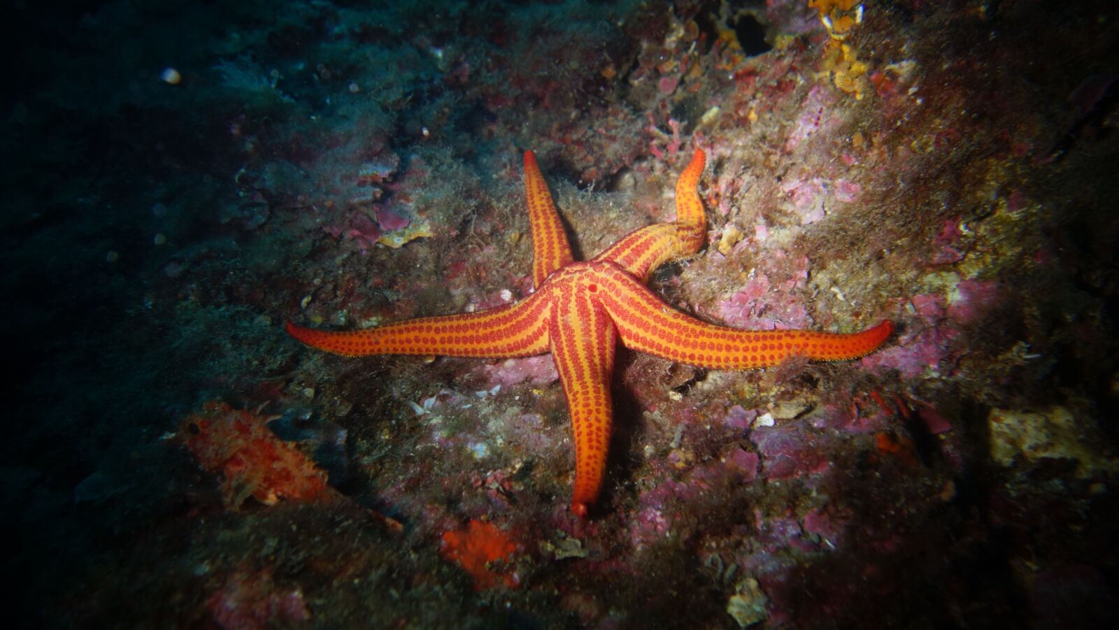 Sony Cyber-shot DSC-RX100 II sample photo. Seabed, sea, ocean photography
