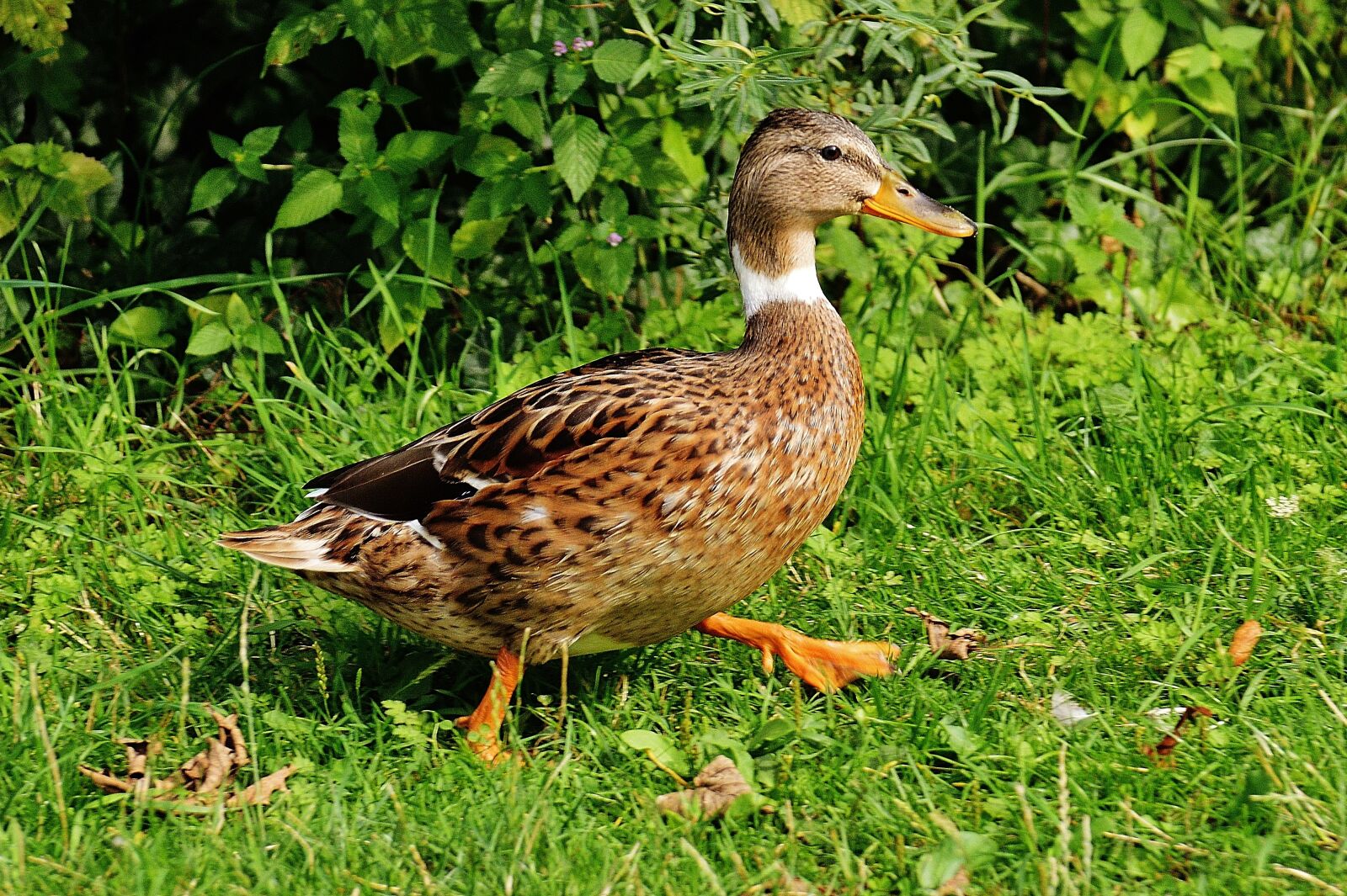 Nikon D3200 sample photo. Duck, water bird, poultry photography