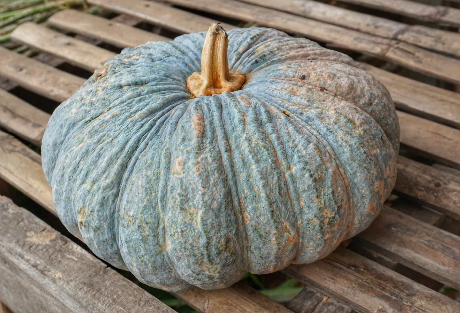 Sony a6300 sample photo. Large, pumpkin, squash photography