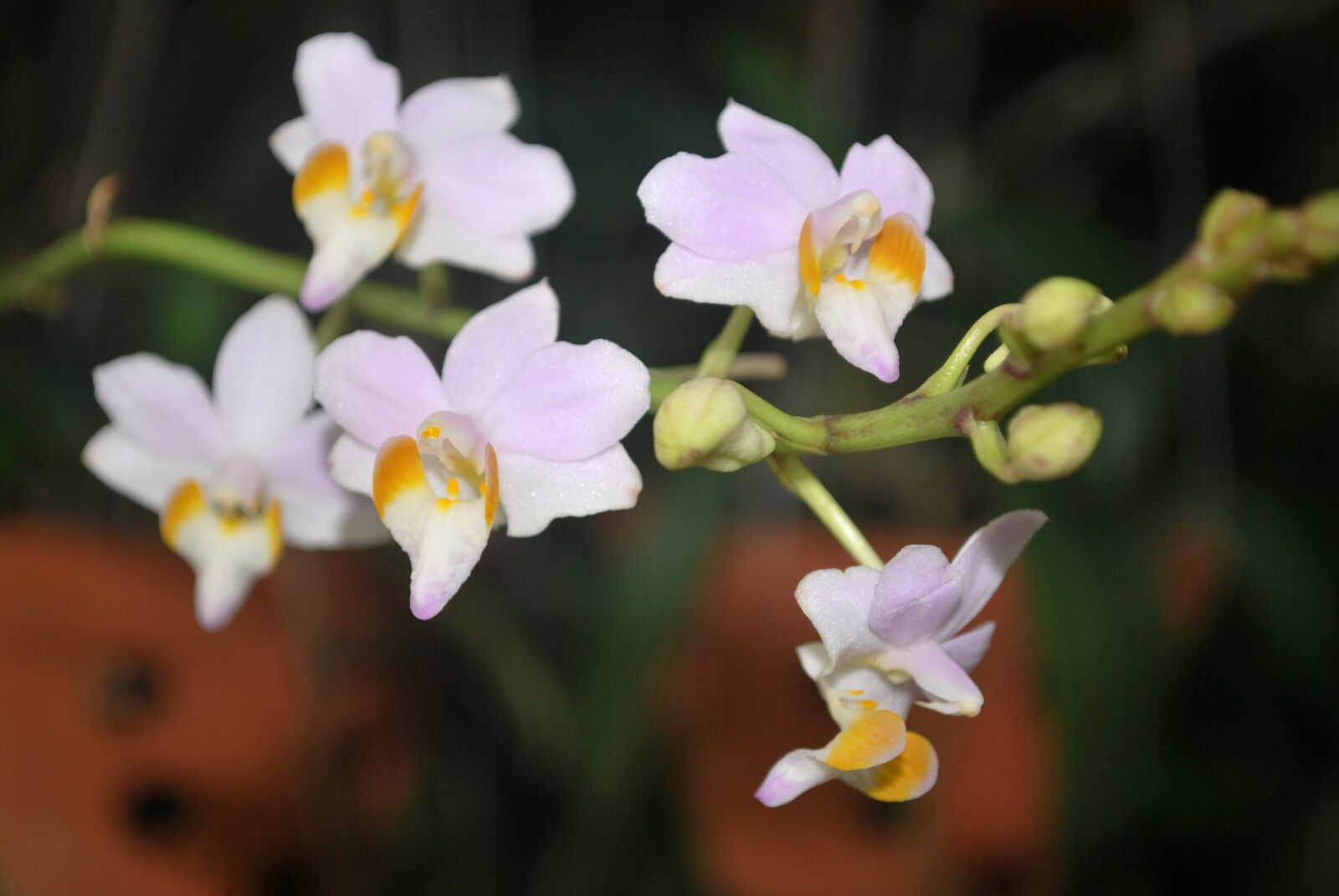 Nikon D60 sample photo. Flower, orchids, rolling photography