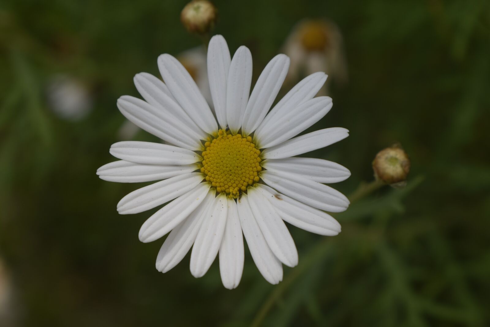 Nikon D3300 sample photo. Flower, nature, floral photography