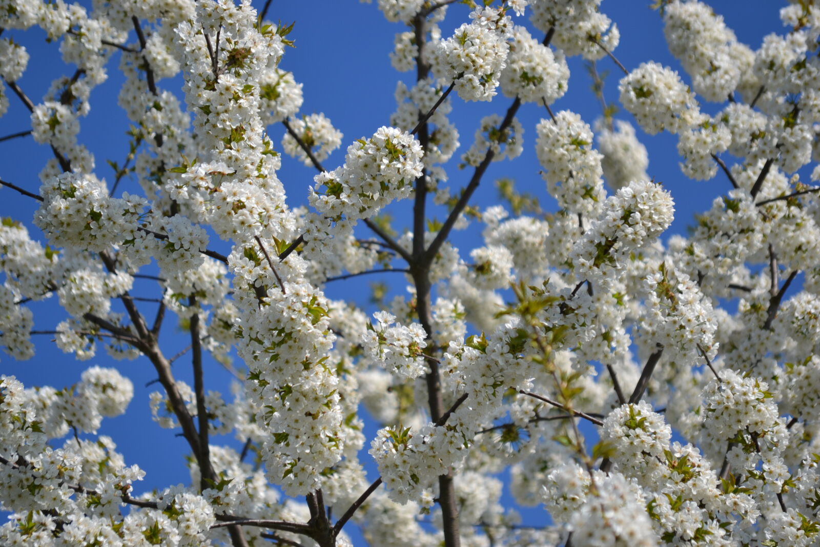 Nikon D3100 sample photo. Bloom, spring, white, white photography