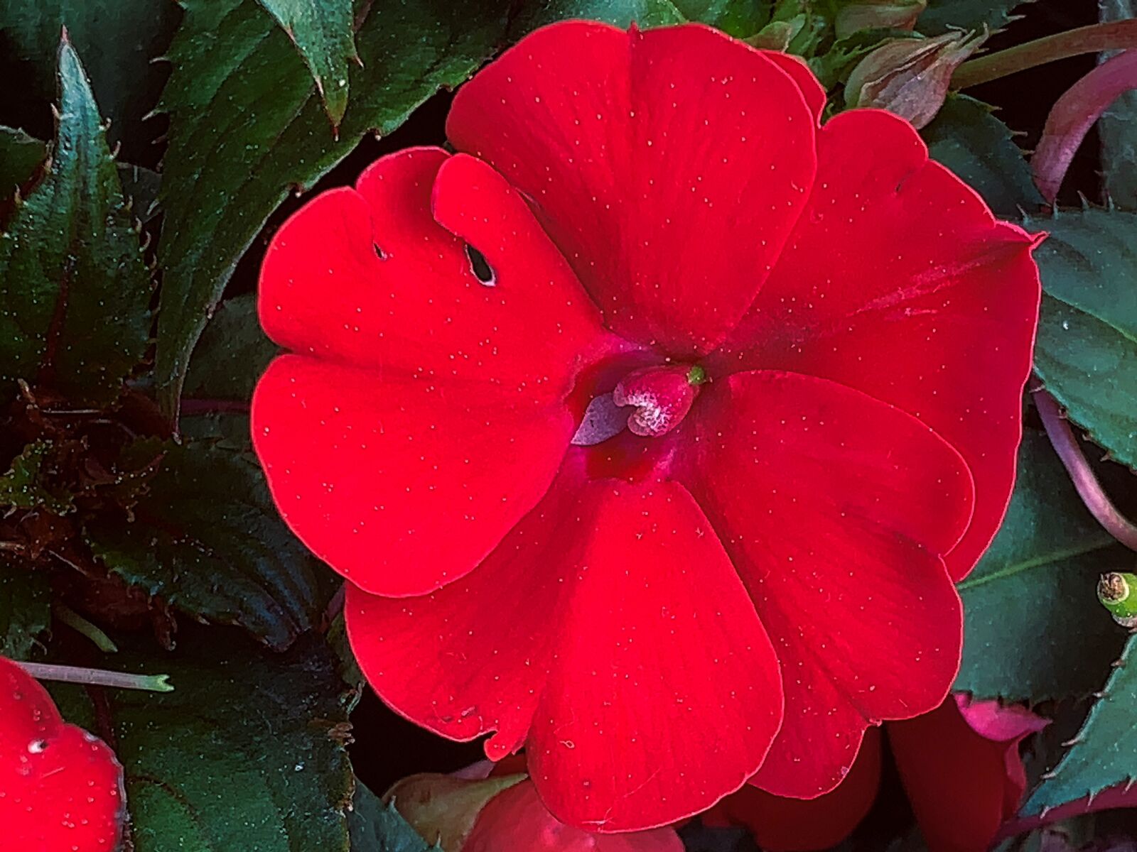 Apple iPhone XR sample photo. Red, flower, garden photography