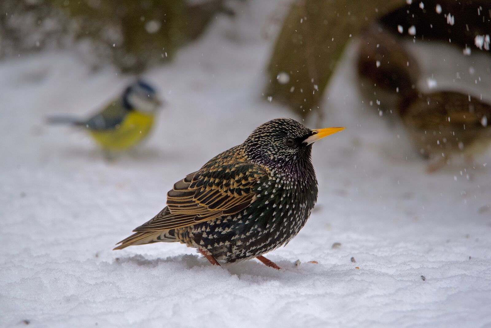 Nikon D750 sample photo. Starling, european, bird photography
