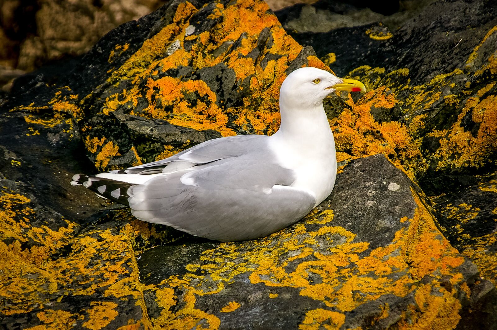Pentax *ist DS sample photo. Seagull, herring gull, weave photography