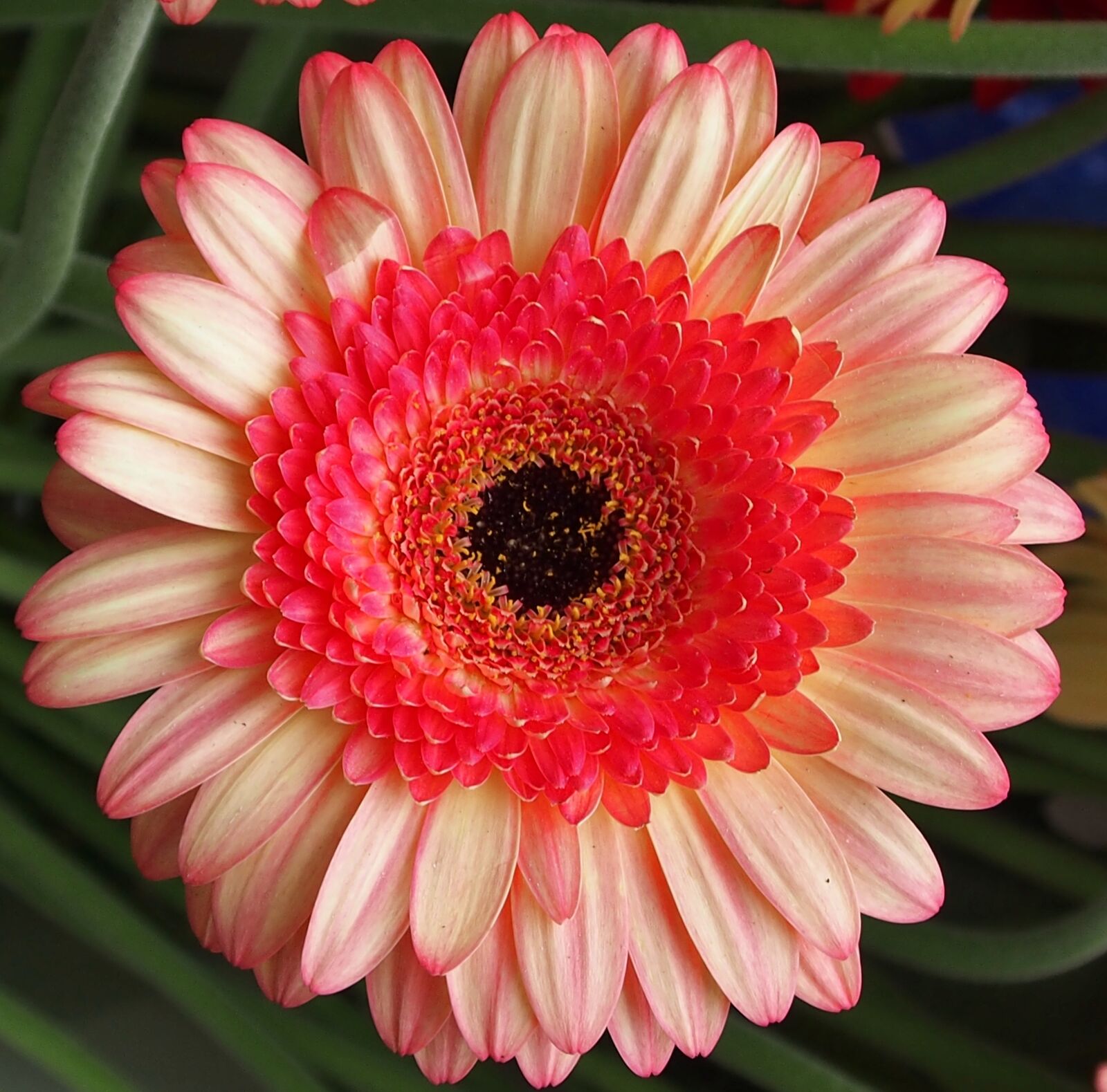 Olympus OM-D E-M5 sample photo. Flower, plant, gerbera photography