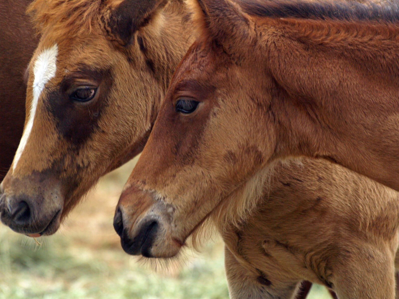 Olympus E-500 (EVOLT E-500) sample photo. Animals, horses, ponies photography