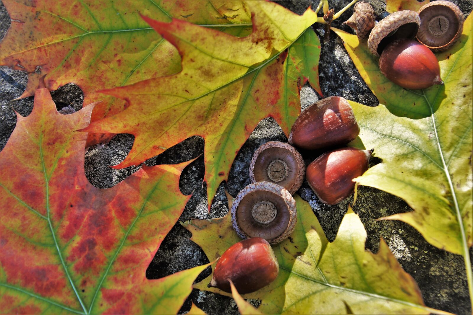 Canon EOS 80D sample photo. Oak, foliage, in the photography