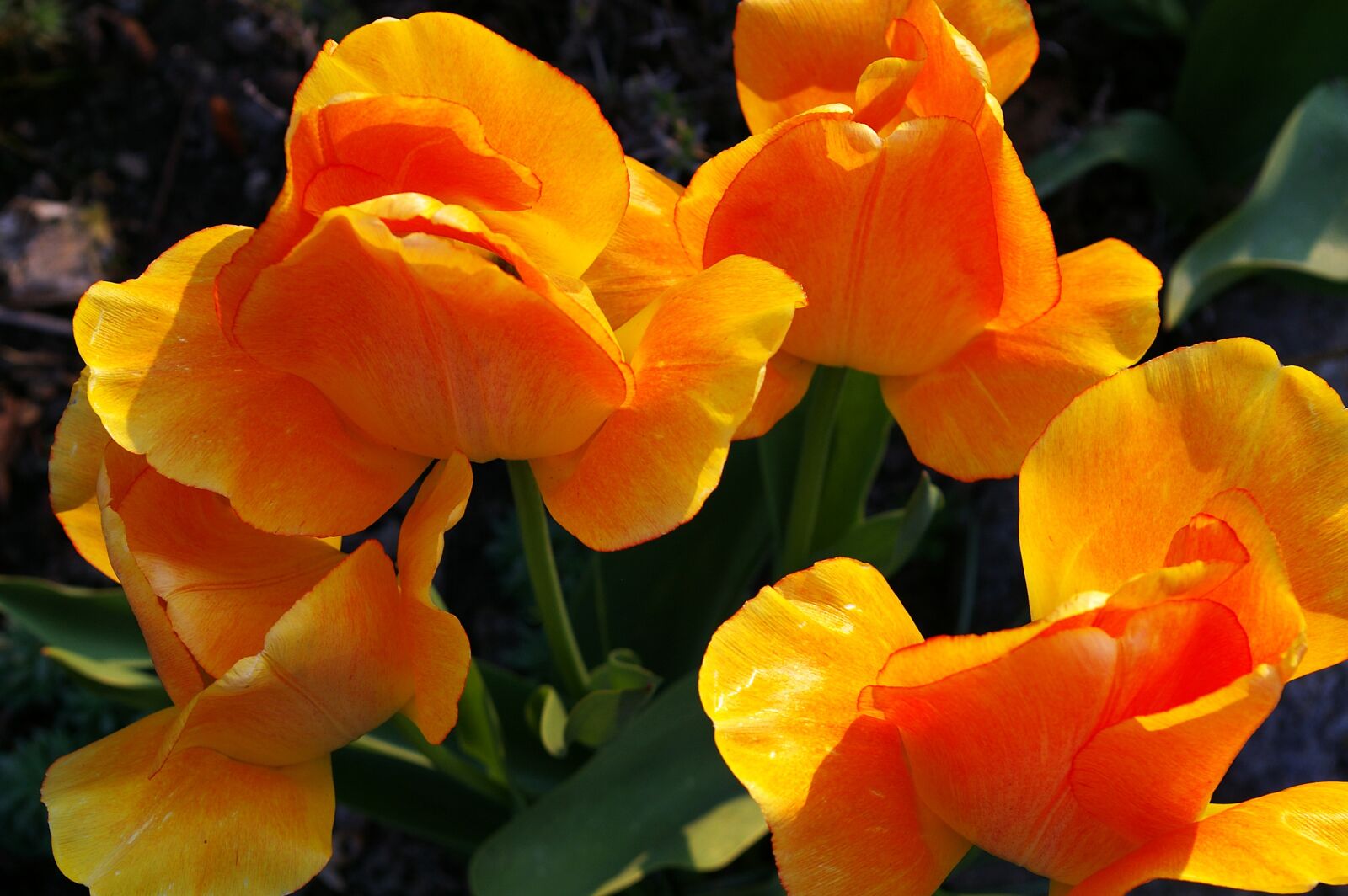 Pentax *ist DL2 sample photo. Tulips, yellow tumor, orange photography