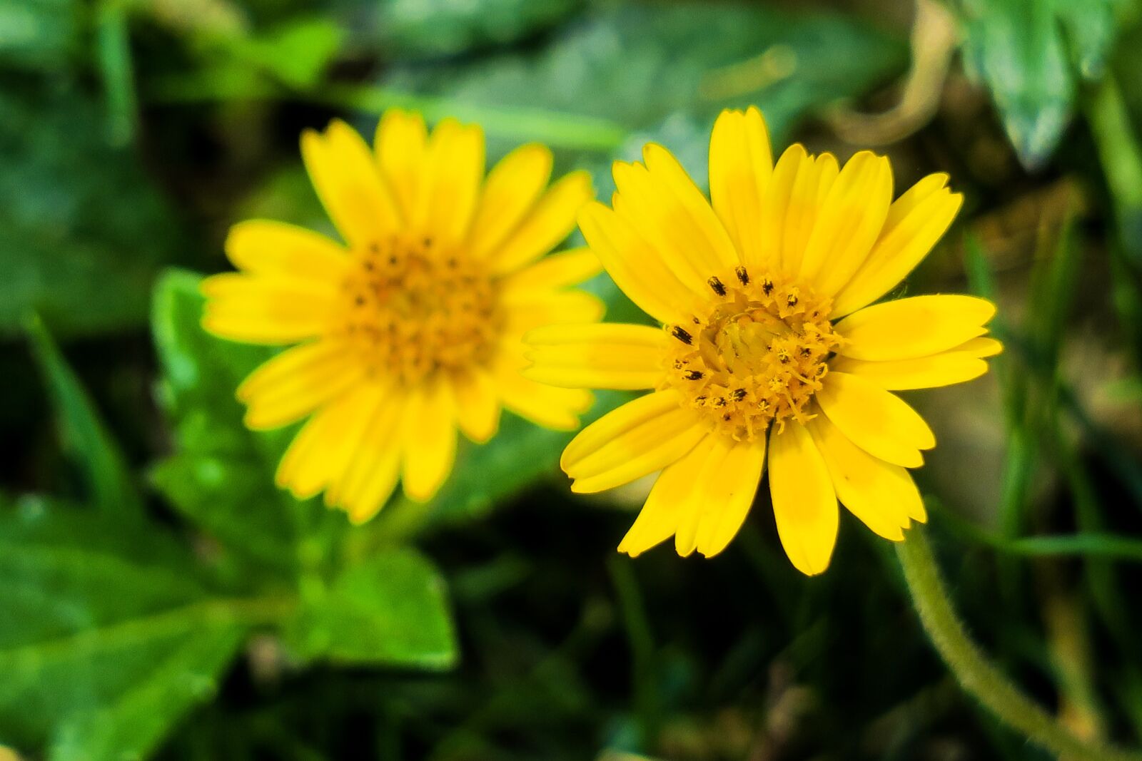 Canon PowerShot G3 X sample photo. Wedelia, nature, flower photography