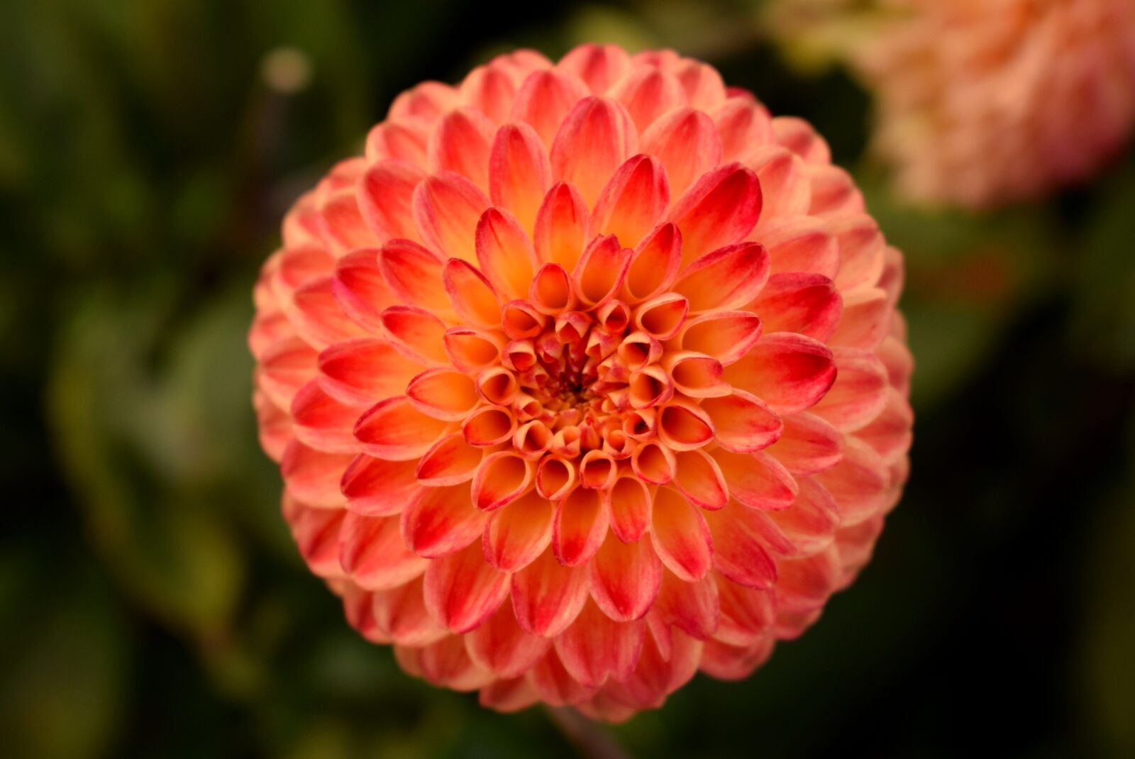 Nikon D3300 sample photo. Nature, dahlia, summer photography