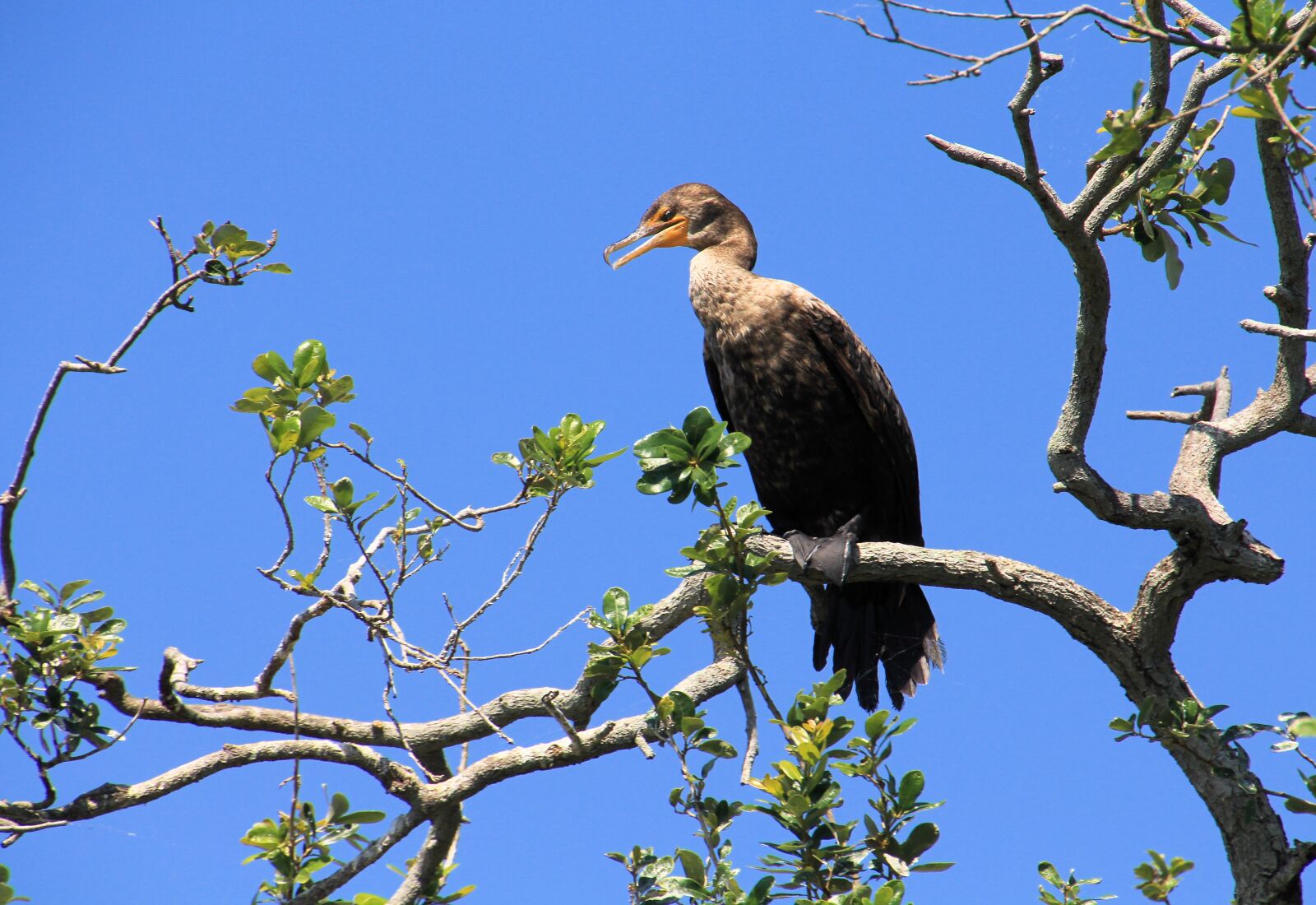 Canon EOS 60D sample photo. Cormorant, female, nature photography