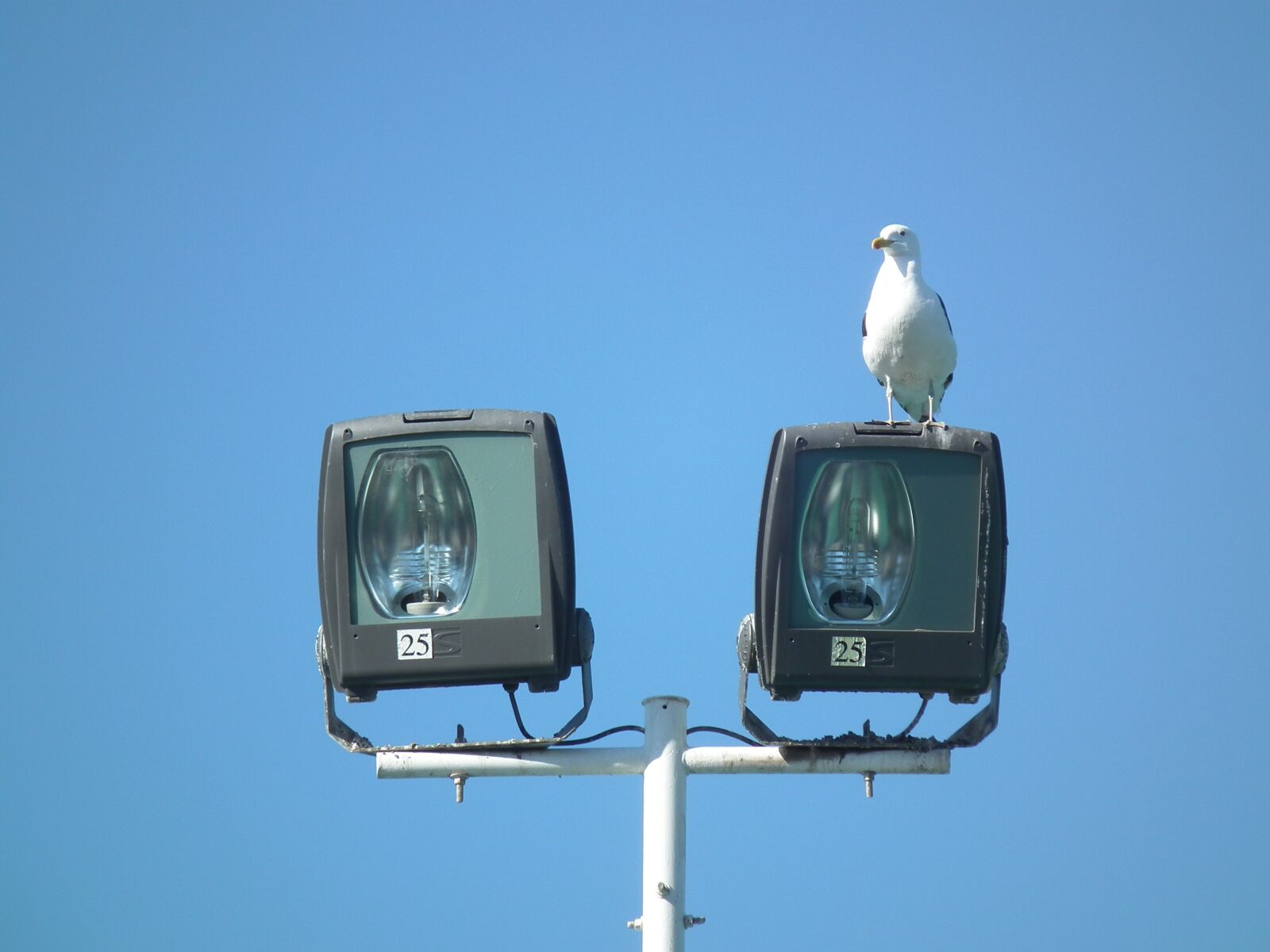 FujiFilm FinePix HS10 (FinePix HS11) sample photo. Sky, ave, animals photography